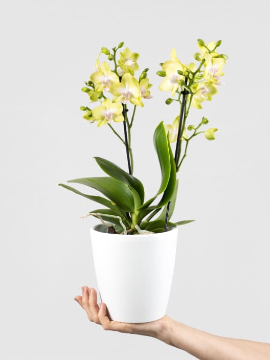 Orquídea Phalaenopsis Multiflora amarilla