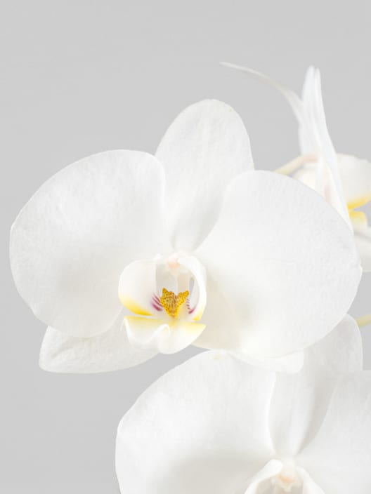 Orquídea Phalaenopsis 'Swan' blanco