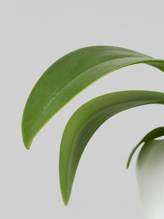 Orquídea Phalaenopsis 'Swan' blanco