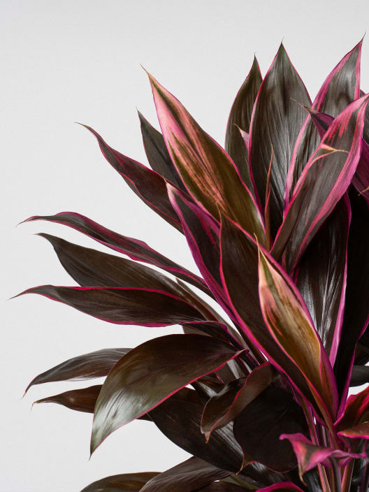 Cordyline 'Tango'