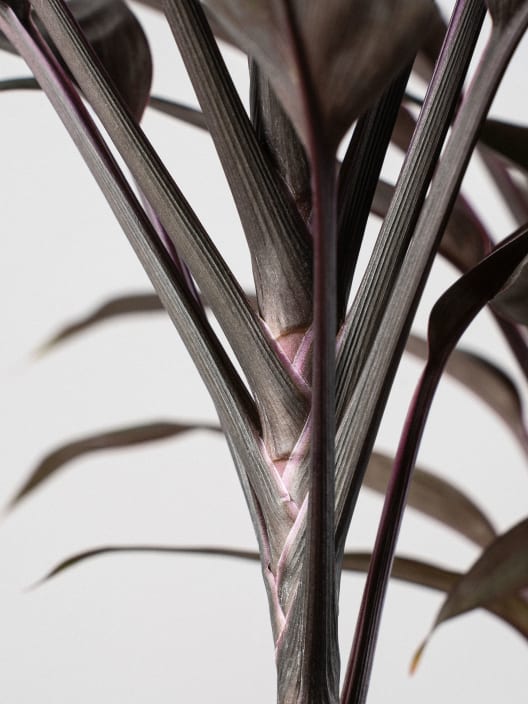 Cordyline 'Tango'