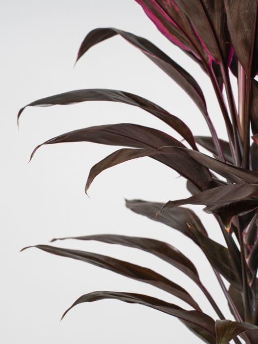 Cordyline 'Tango'