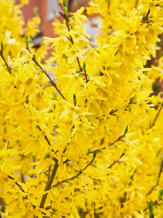 Forsythia× intermedia 'Goldrausch'