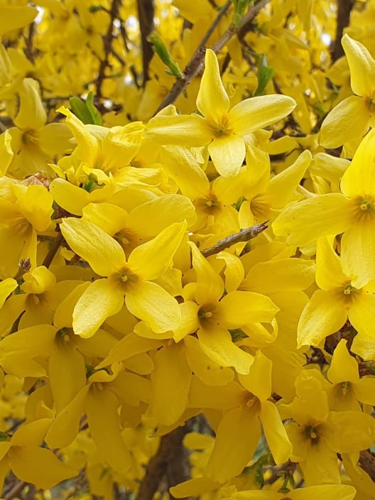 Forsythia× intermedia 'Goldrausch'