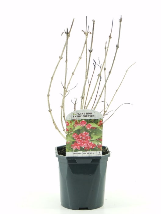 Weigelia 'Red Prince'