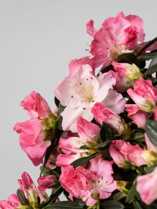 Azalea Hortinno® Princess Pinky