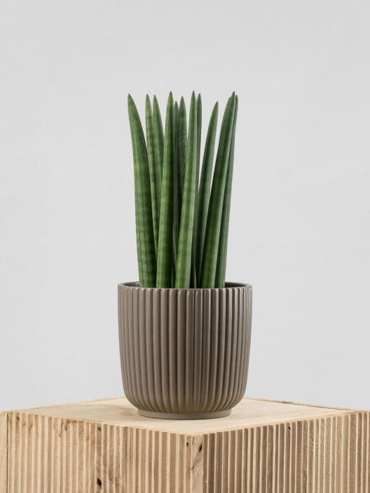 Sansevieria cylindrica 'Straight'