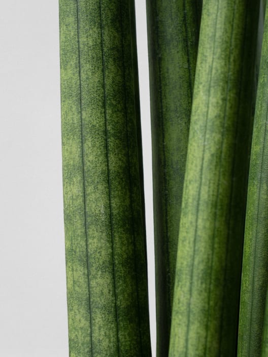 Sansevieria cylindrica 'Straight'