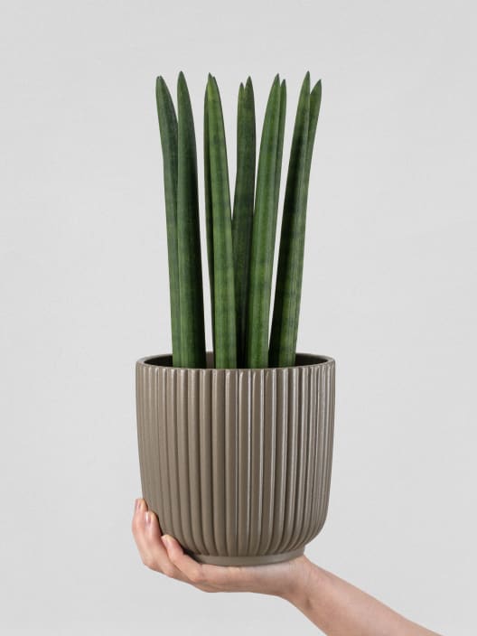 Sansevieria cylindrica 'Straight'