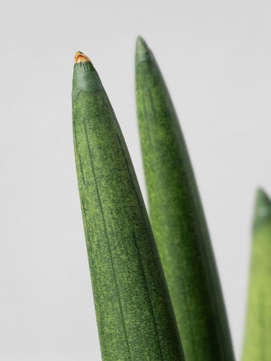 Sansevieria cylindrica 'Straight'