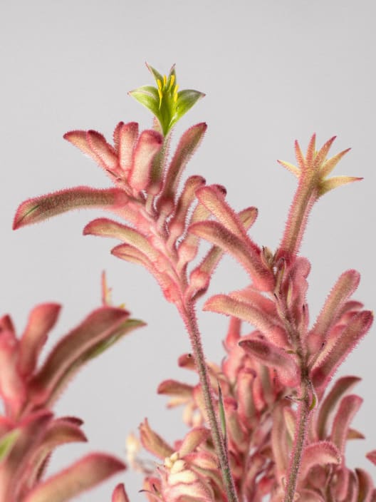 Anigozanthos sp. (Pata de canguro)