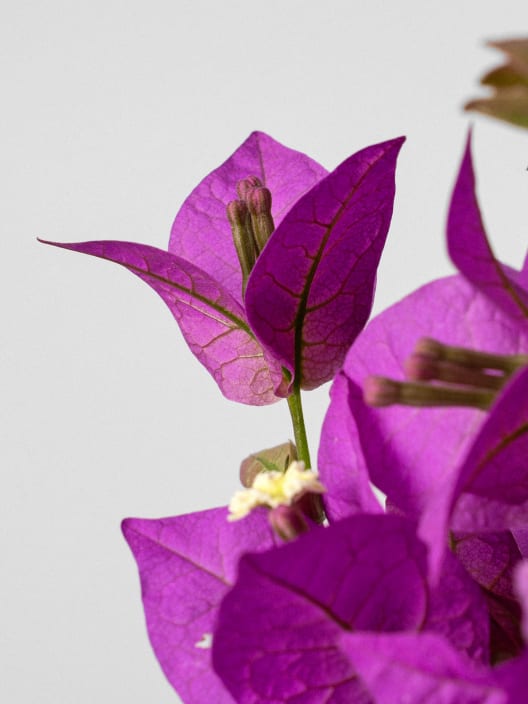 Bougainvillea glabra 'Alexandra' - Copa