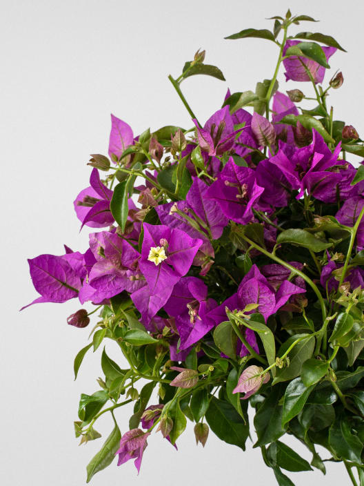 Bougainvillea glabra 'Alexandra' - Copa