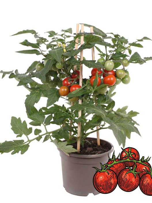 Tomate 'Cherry Red' Pick-&-Joy® - Planta de huerto