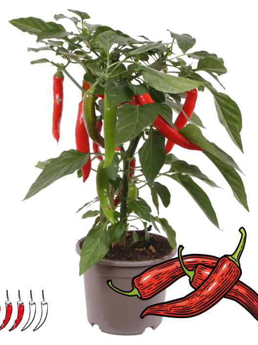 Pimiento 'Hot Chili Red' Pick-&-Joy® - Planta de huerto