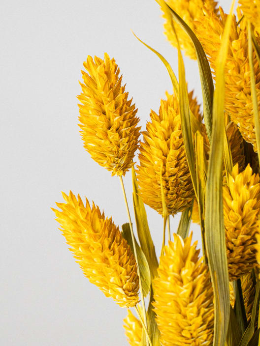 Ramillete Preservado de Phalaris amarillo