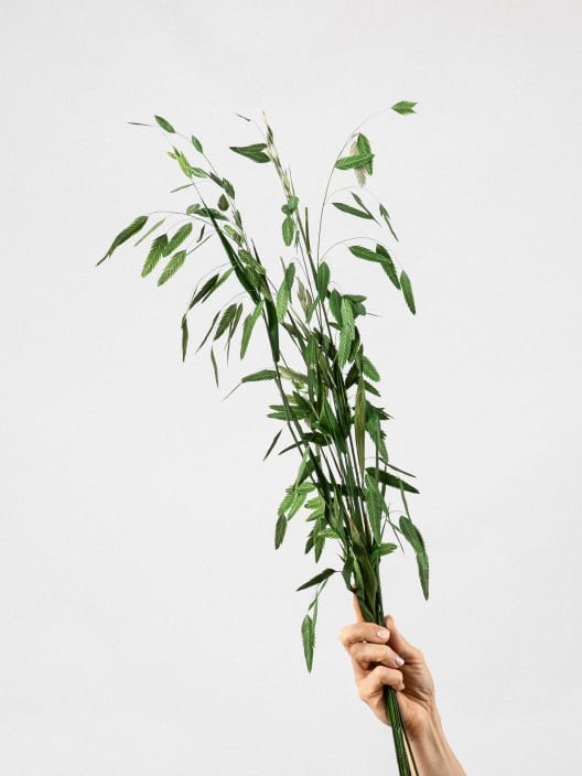 Ramillete Preservado de Chasmanthium verde
