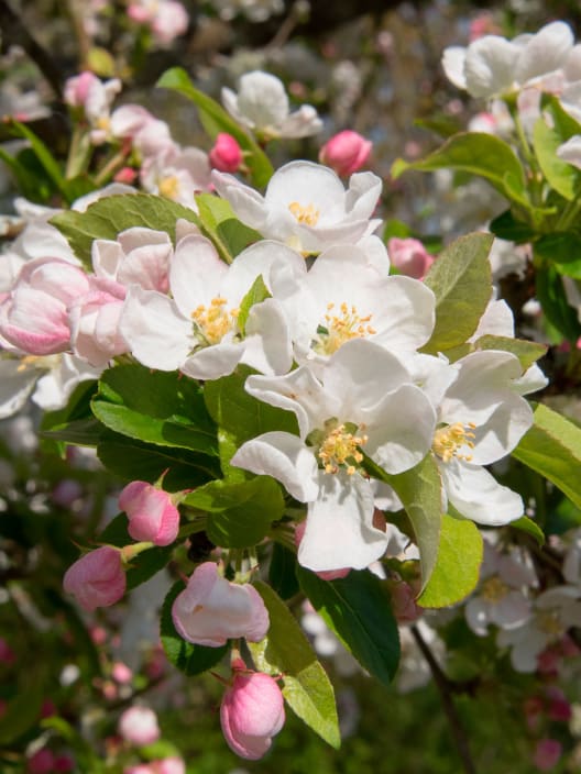 Manzano Silvestre (Malus "Red Sentinel")