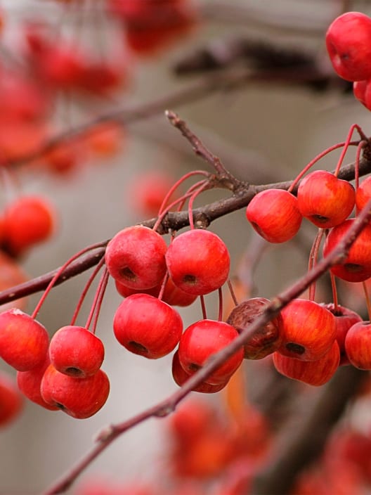 Manzano Silvestre (Malus "Red Sentinel")