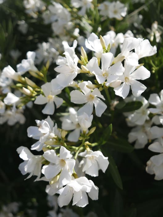 Nerium oleander blanca en copa (Adelfa)