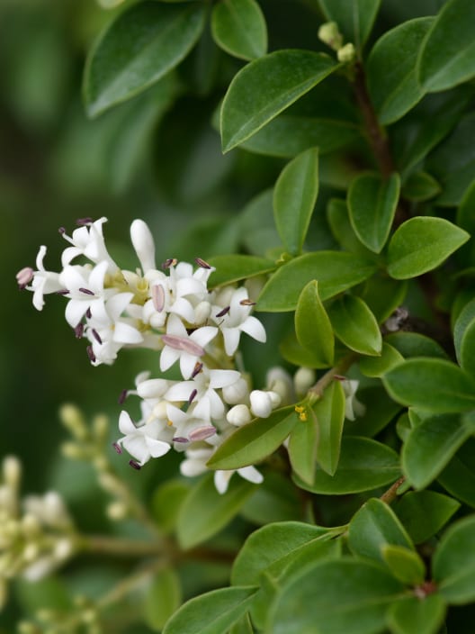 Ligustrum delavayanum