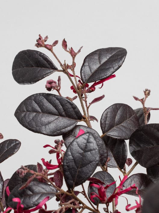 Loropetalum chinense 'Black Pearl'