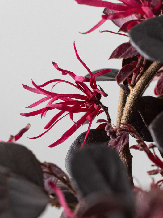 Loropetalum chinense 'Black Pearl'