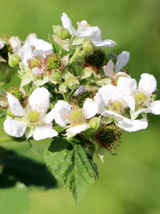 Frambuesa de verano (Rubus idaeus) 'Summer Chef'®
