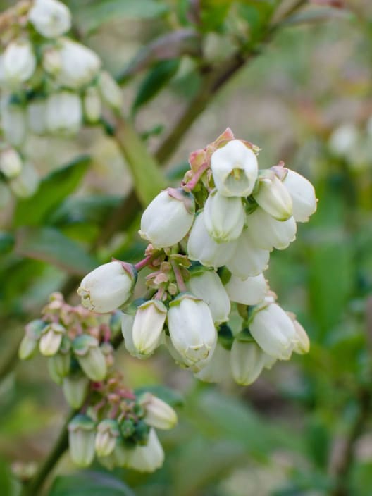 Arándano azul (Vaccinium corymbosum) 'Reka'