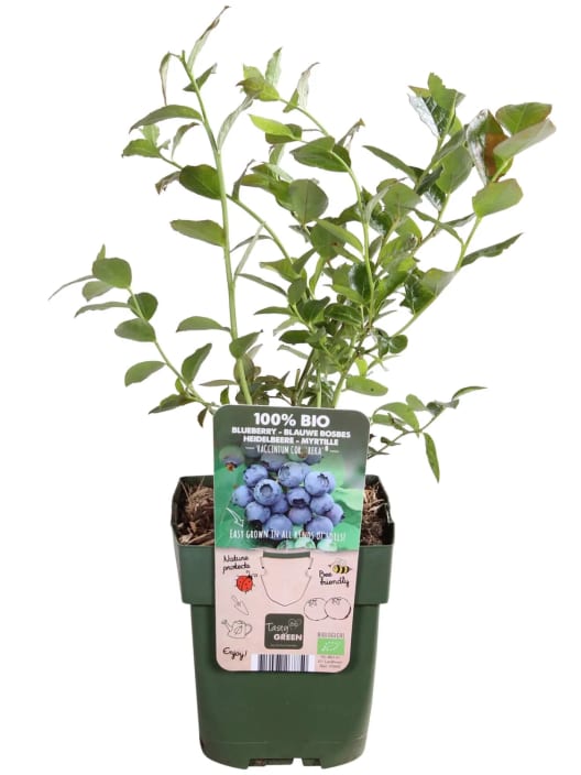 Arándano azul (Vaccinium corymbosum) 'Reka'