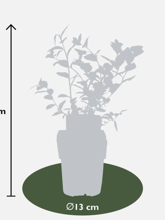 Arándano azul (Vaccinium corymbosum) 'Reka'