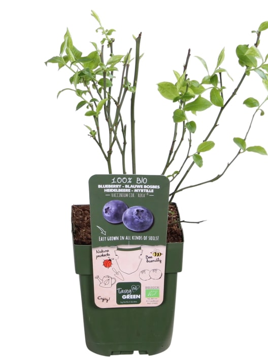 Arándano azul (Vaccinium corymbosum) 'Reka'