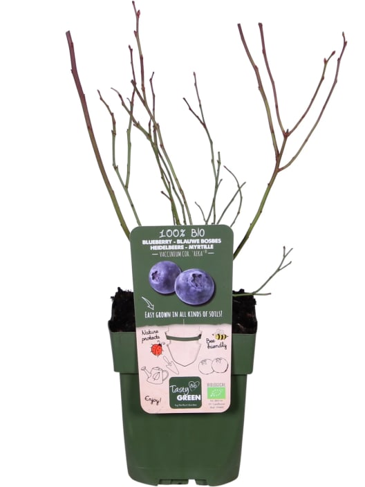 Arándano azul (Vaccinium corymbosum) 'Reka'