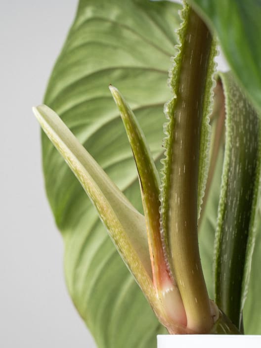 Philodendron plowmanii