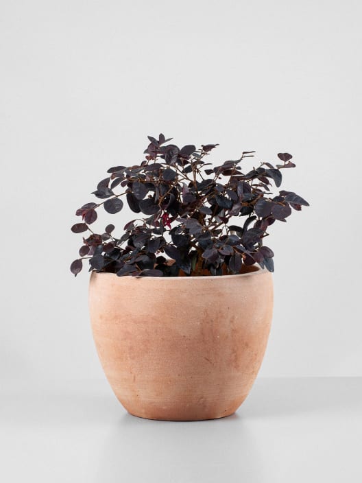 Loropetalum chinense 'Black Pearl'