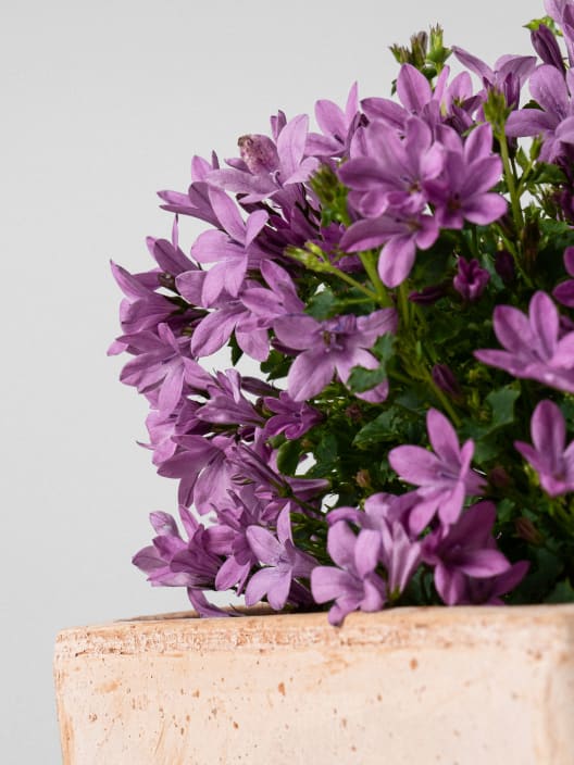 Campanula portenschlagiana