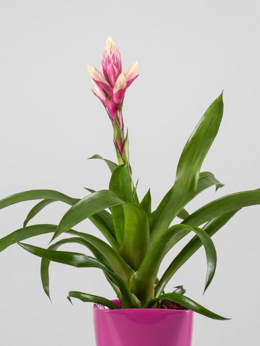 Guzmania 'Candy'