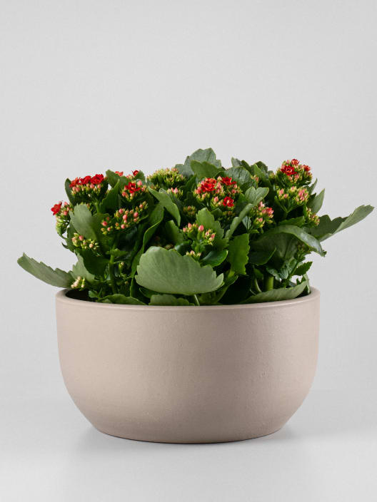 Kalanchoe doble rojo