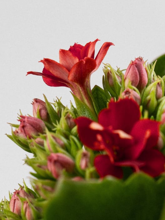 Kalanchoe doble rojo