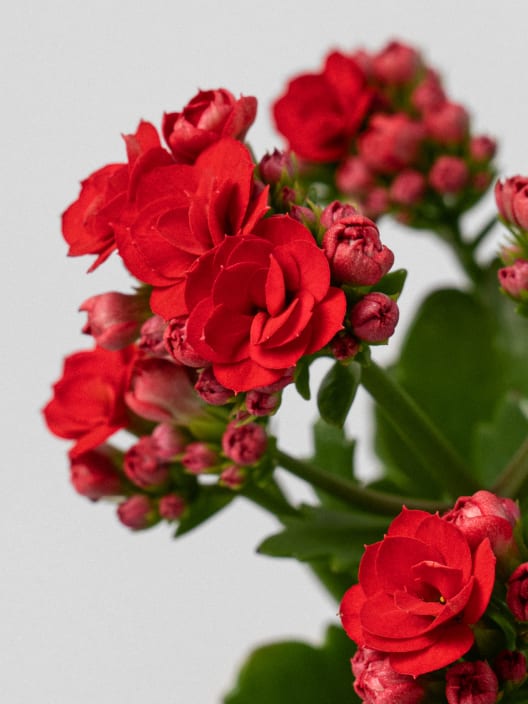 Kalanchoe doble rojo