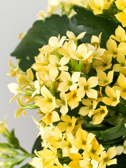 Kalanchoe de flor simple 'Amarillo sol'