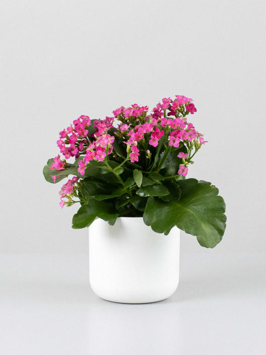 Kalanchoe de flor simple 'Rosa vibrante'