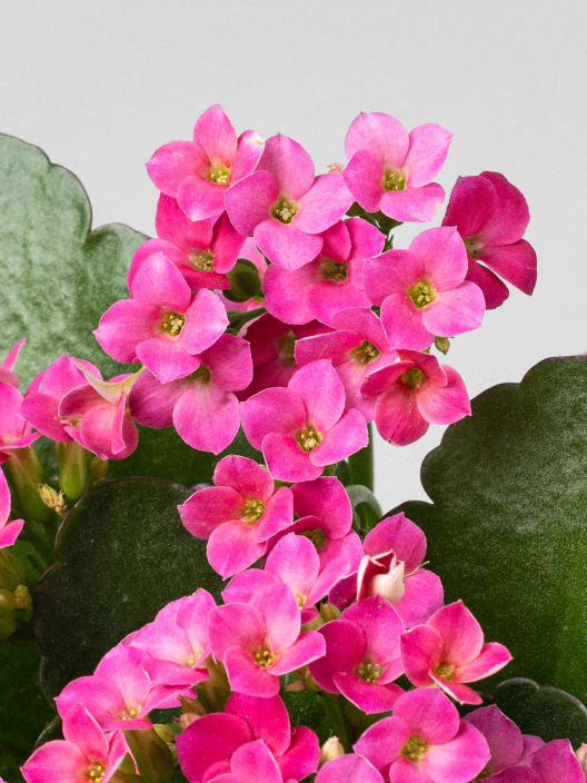 Kalanchoe de flor simple 'Rosa vibrante'