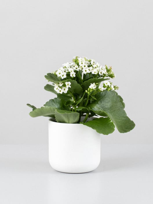 Kalanchoe de flor simple 'Blanco nieve'