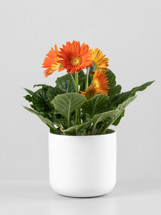 Gerbera naranja