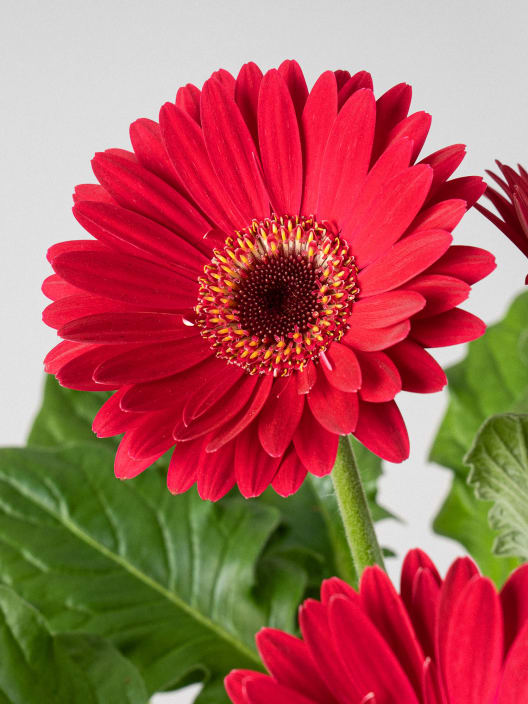 Gerbera roja