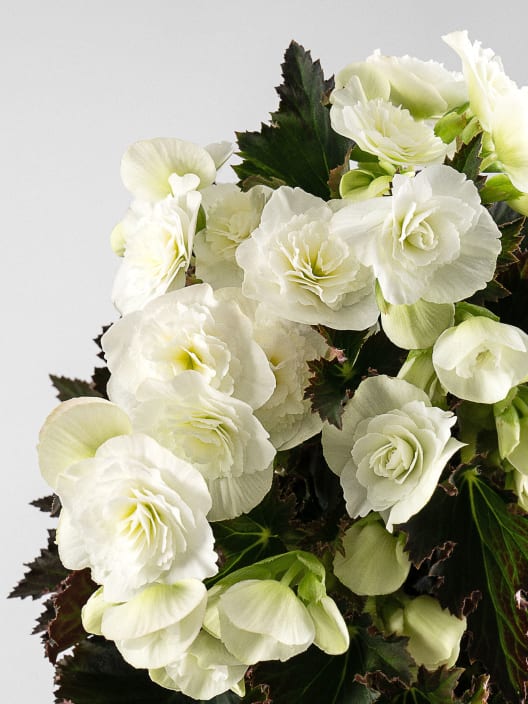 Begonia elatior blanca 'Joy White'