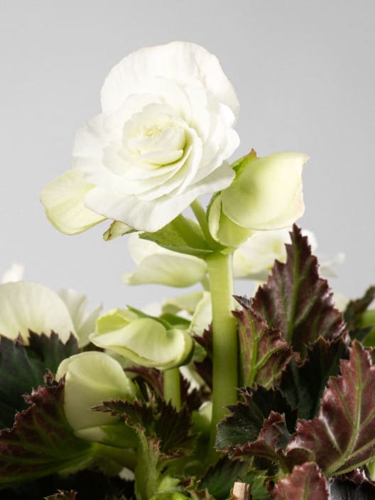 Begonia elatior blanca 'Joy White'