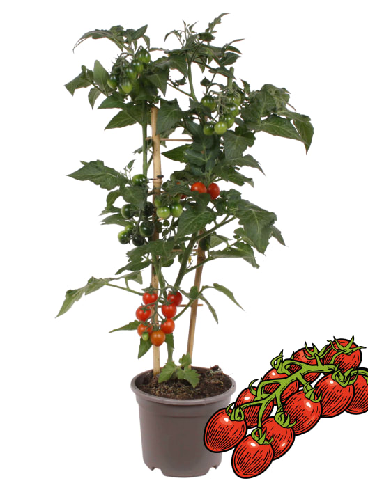 Tomate 'Candytom Red' Pick-&-Joy®- Planta de huerto