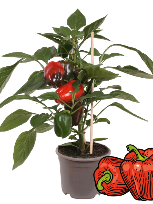 Pimiento 'Red Pepper' Pick-&-Joy® - Planta de huerto